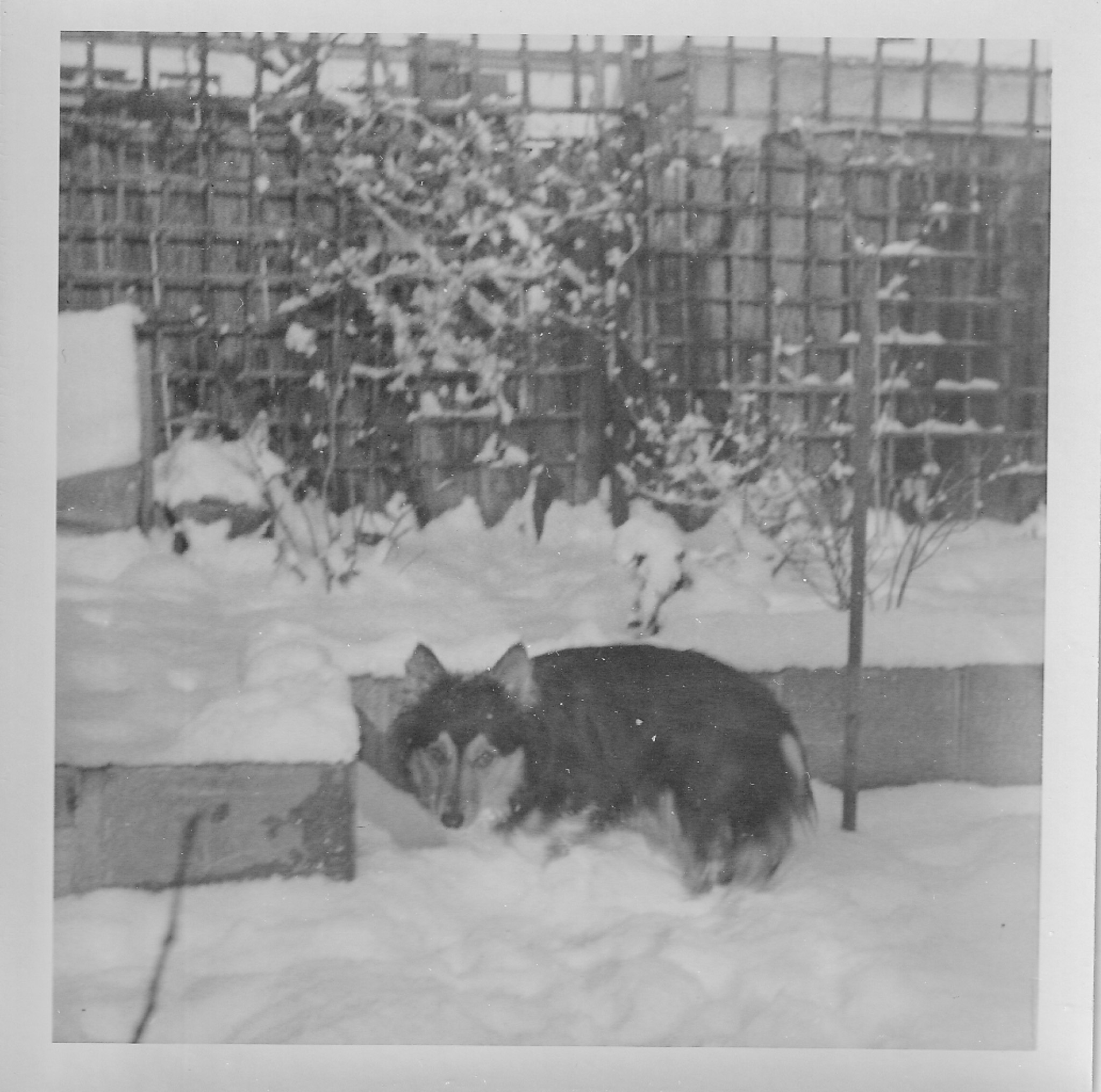 Dog in snow